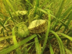 Scalloping Florida