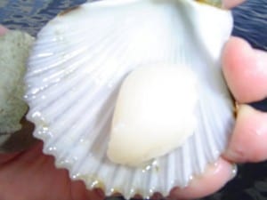 cleaning a scallop 4