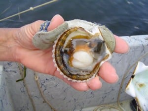 cleaning a scallop after scaloping