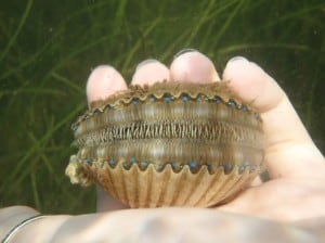August scallop picture of the month