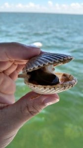 June scalloping picture