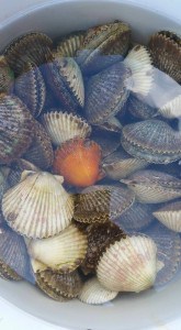 scallop bucket july