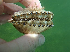 scallop july