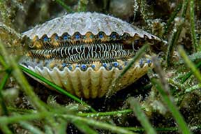 Scalloping pictures