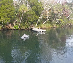 scalloping with blue heaven