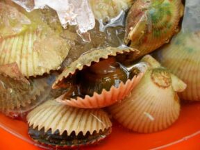 Scalloping Charters in Florida - The Scallop Hunter